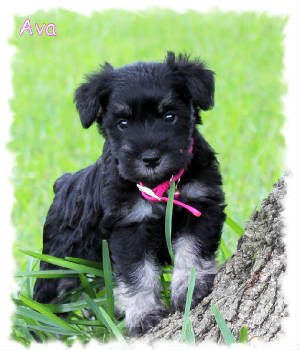 Mini Schnauzer Puppies on Mini Schnauzer Puppies Available