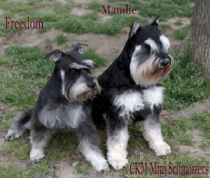 These Puppies Are Ready To Join Your Family These Puppies Are Ready To Join Your